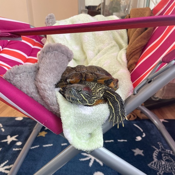 Meet your Posher, Kase - Picture 1 of 1